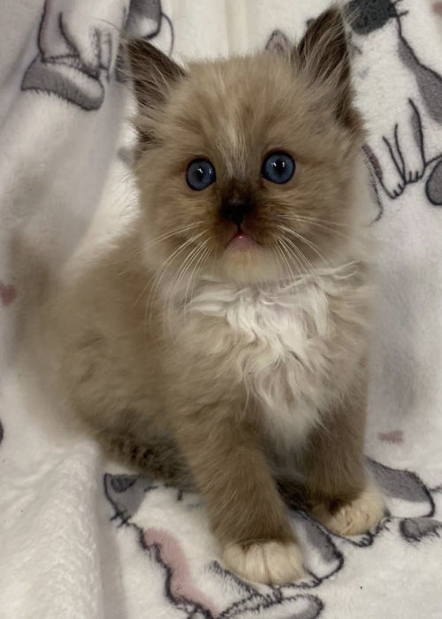 available shih tzu puppies