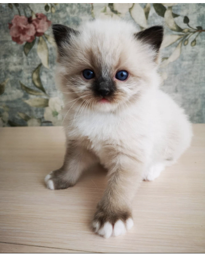 available shih tzu puppies