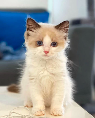 available shih tzu puppies