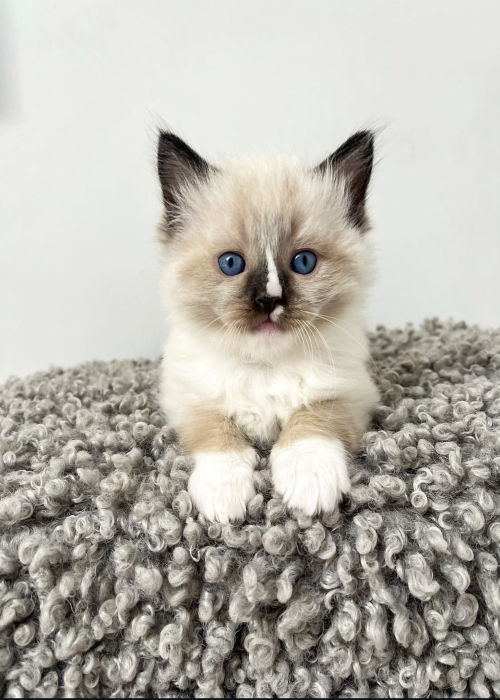 available shih tzu puppies