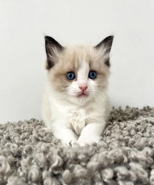 available shih tzu puppies