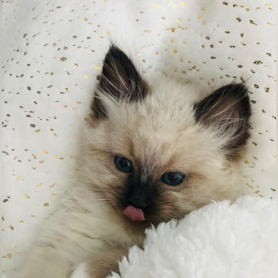 available shih tzu puppies