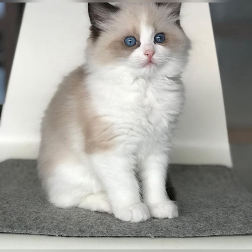 available shih tzu puppies