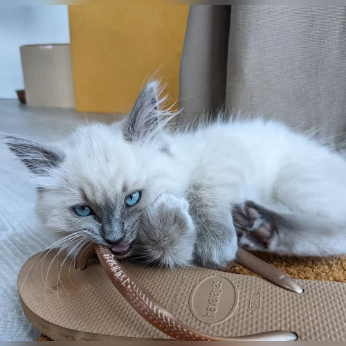 available shih tzu puppies