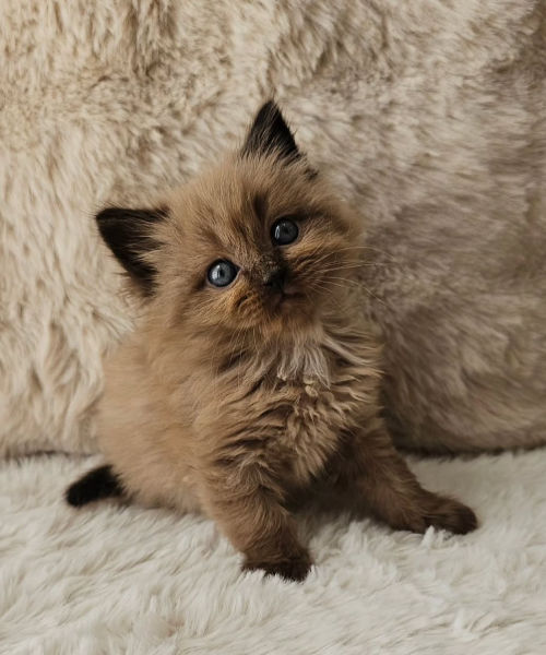 available shih tzu puppies