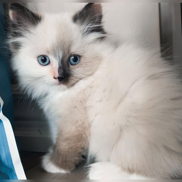 available shih tzu puppies