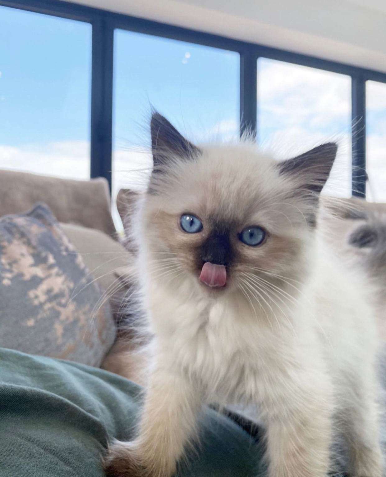 available shih tzu puppies