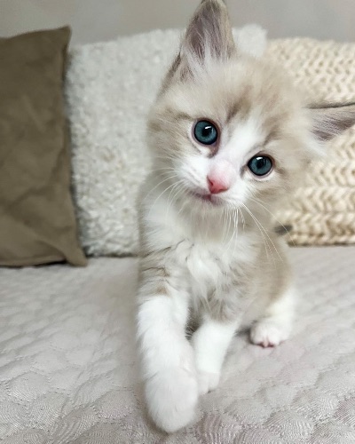 available shih tzu puppies