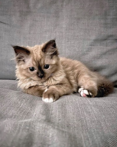 available shih tzu puppies