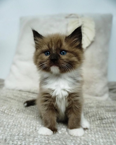 available shih tzu puppies